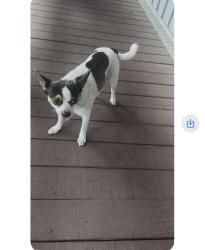 Found/Stray Male Dog last seen Cotton Plant Cove & Cotton Plant Road, Memphis, TN 38119