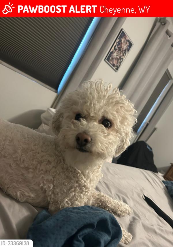 Lost Male Dog last seen 5th St, Cheyenne, WY 82007