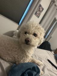 Lost Male Dog last seen 5th St, Cheyenne, WY 82007