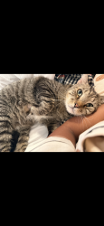 Reunited Male Cat last seen 32nd Ave & 53rd Pl, Woodside, Queens, Queens, NY 11377