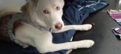 Found/Stray Female Dog last seen Sepulvida and roscoe, Los Angeles, CA 90034