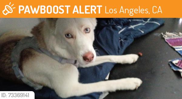 Found/Stray Female Dog last seen Sepulvida and roscoe, Los Angeles, CA 90034