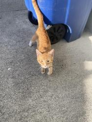 Reunited Male Cat last seen Renton Ridge cndmniums, Renton, WA 98056