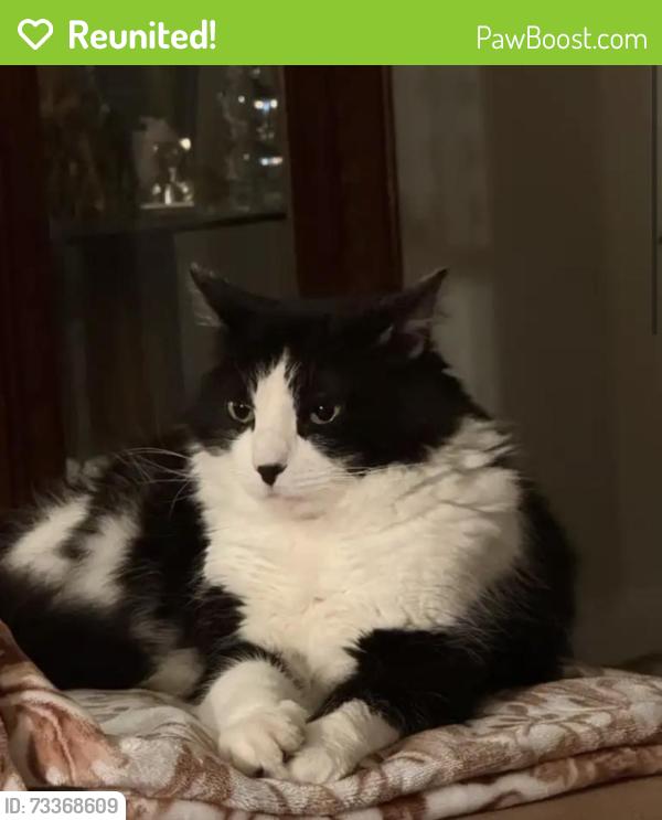 Reunited Male Cat last seen Martin Luther King Ave, Morristown, NJ 07960, USA, Morristown, NJ 07960