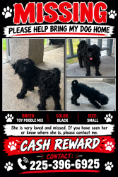 Lost Female Dog last seen Ardendale Oaks Apts, Baton Rouge, LA 70806