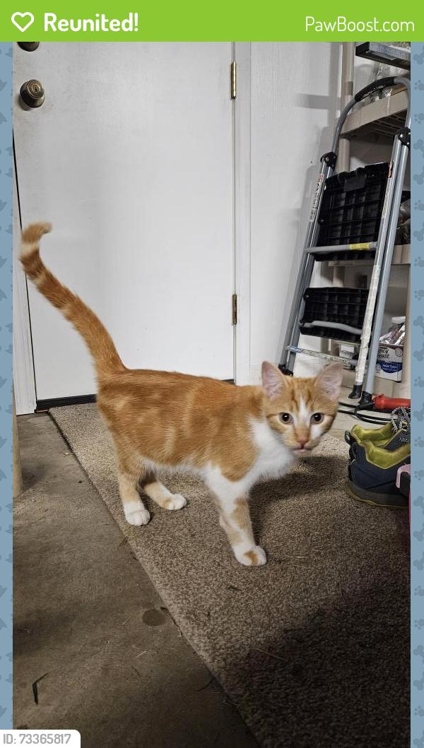 Reunited Male Cat last seen Montvale station and williams st, Maryville, TN 37803