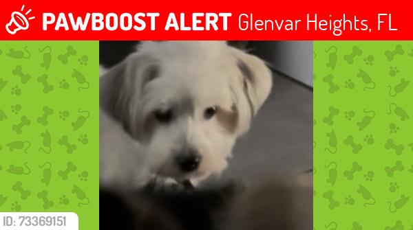Lost Female Dog last seen Near Ave & 42 St, Glenvar Heights, FL 33155