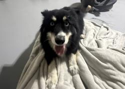 Reunited Unknown Dog last seen Car wash, Cape Coral, FL 33909