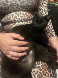 Lost Female Cat last seen Fritanga, Miami, FL 33125