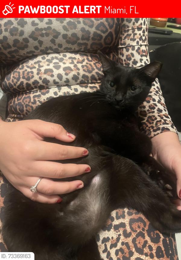Lost Female Cat last seen Fritanga, Miami, FL 33125
