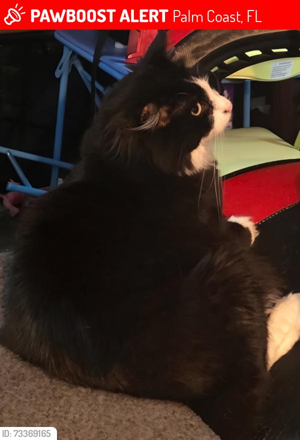 Lost Male Cat last seen Near Whetstone lane and wheatfield dr, Palm Coast, FL 32164