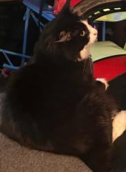 Lost Male Cat last seen Near Whetstone lane and wheatfield dr, Palm Coast, FL 32164