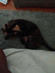 Reunited Female Cat last seen Minden rd and Medford Rd, Philadelphia, PA 19154