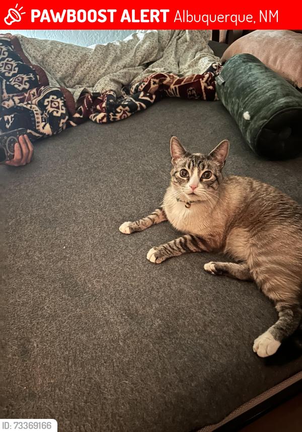 Lost Male Cat last seen 4th streeet nw, Albuquerque, NM 87114