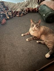 Lost Male Cat last seen 4th streeet nw, Albuquerque, NM 87114