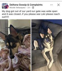 Reunited Male Dog last seen Normandy Blvd, Deltona, FL 32725