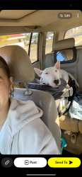 Lost Male Dog last seen Near Milwaukee st, Northglenn, CO 80233