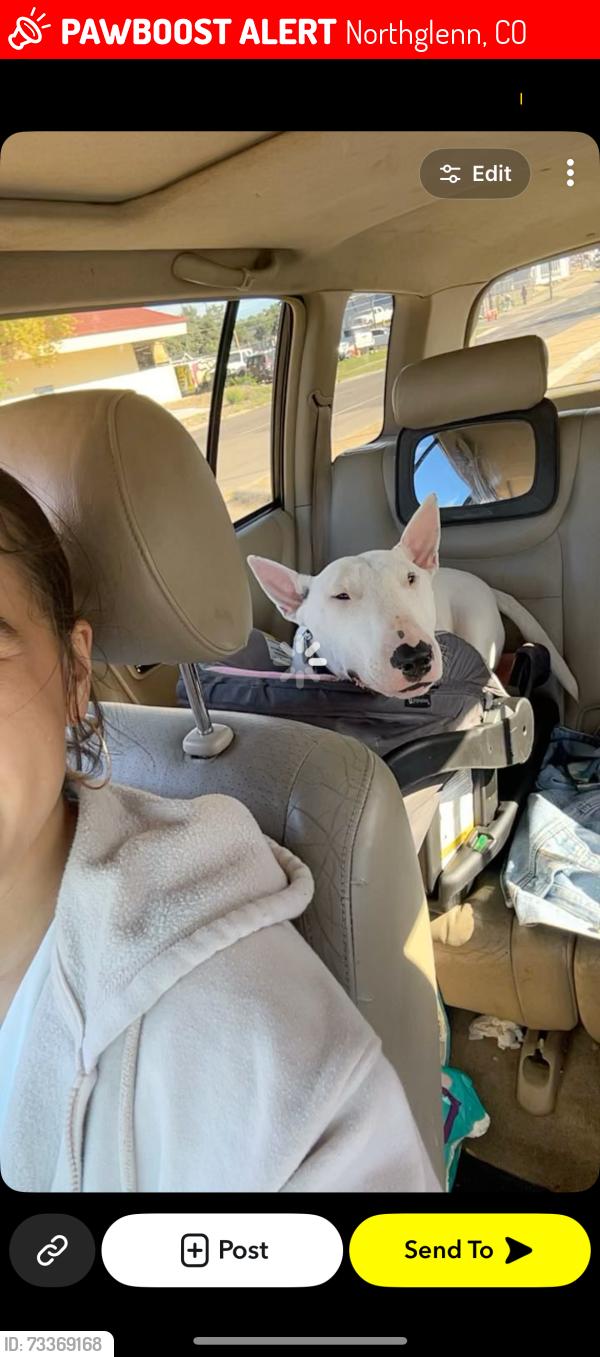 Lost Male Dog last seen Near Milwaukee st, Northglenn, CO 80233