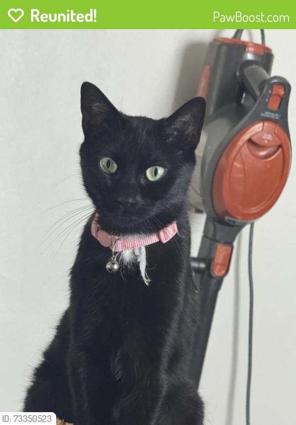Reunited Female Cat last seen Eggert Road and Saint Amelia street, Tonawanda, NY 14150