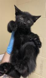 Shelter Stray Male Cat last seen FREEPORT BLVD & SUTTERVILLE RD, 2127 Front St, Sacramento, CA 95818, USA