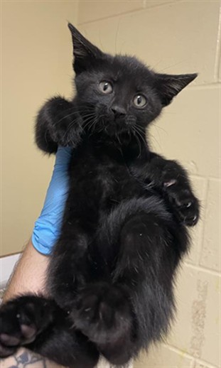 Shelter Stray Male Cat last seen FREEPORT BLVD & SUTTERVILLE RD, 2127 Front St, Sacramento, CA 95818, USA