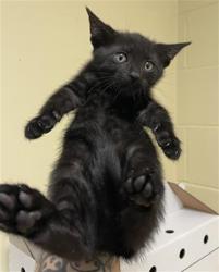 Shelter Stray Male Cat last seen FREEPORT BLVD & SUTTERVILLE RD, 2127 Front St, Sacramento, CA 95818, USA