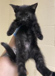 Shelter Stray Female Cat last seen FREEPORT BLVD & SUTTERVILLE RD, 2127 Front St, Sacramento, CA 95818, USA
