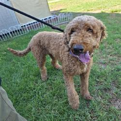Shelter Stray Female Dog last seen Near BLOCK BLCK ARMOURDALE AVE, LONG BEACH, CA 90808, 7700 E Spring St, Long Beach, CA 90815, USA