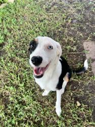 Found/Stray Female Dog last seen High star & wilcrest in harwin park, Houston, TX 77072