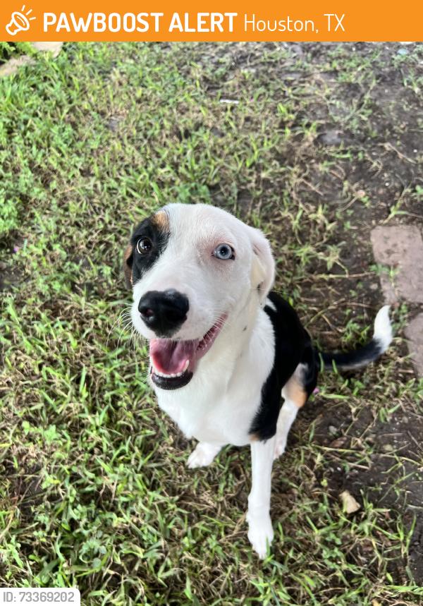 Found/Stray Female Dog last seen High star & wilcrest in harwin park, Houston, TX 77072