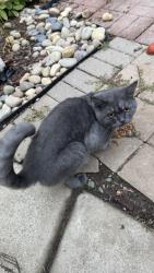 Found/Stray Male Cat last seen Calabria Court and Palomares Way, Roseville, CA 95747