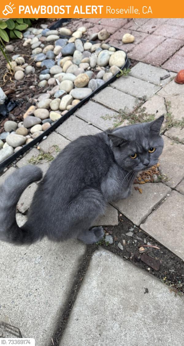 Found/Stray Male Cat last seen Calabria Court and Palomares Way, Roseville, CA 95747