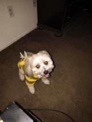 Reunited Male Dog last seen Dos Palmas/ Dulce St, Victorville, CA 92392