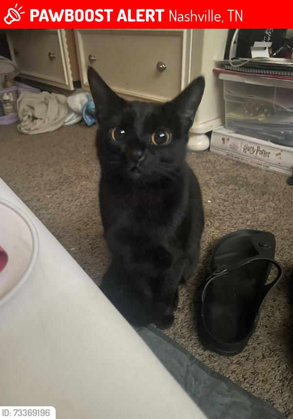Lost Female Cat last seen Charlotte park elementary, Nashville, TN 37209