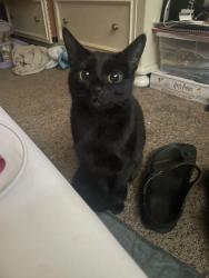 Lost Female Cat last seen Charlotte park elementary, Nashville, TN 37209
