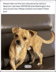 Lost Male Dog last seen Washington Ave and Lincoln Ave., El Cajon, CA 92020