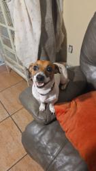 Reunited Male Dog last seen 5th st Sarasota FL in east Park, Sarasota, FL 34236