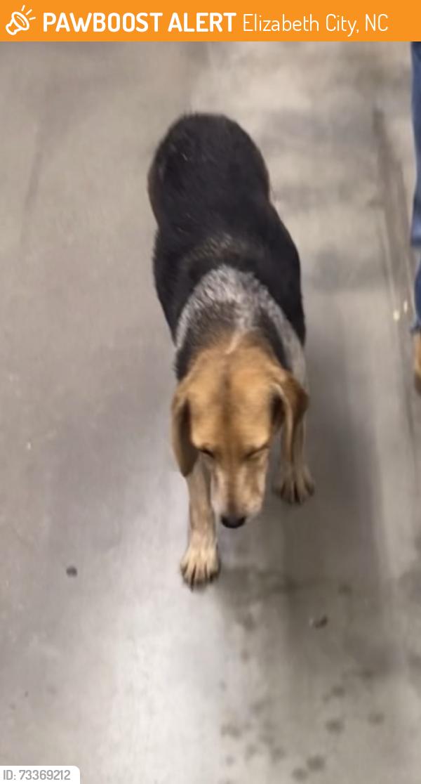 Found/Stray Female Dog last seen Dollar General, Elizabeth City, NC 27909