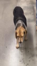 Found/Stray Female Dog last seen Dollar General, Elizabeth City, NC 27909