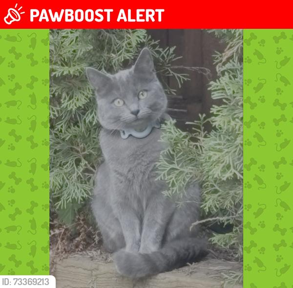Lost Female Cat last seen Lynwood Avenue & Ayling St, Port Coquitlam, Port Coquitlam, BC V3B 5W5