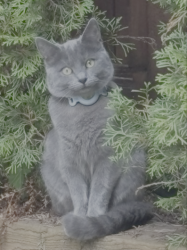 Lost Female Cat last seen Lynwood Avenue & Ayling St, Port Coquitlam, Port Coquitlam, BC V3B 5W5