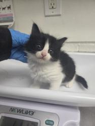 Shelter Stray Female Cat last seen , , CA, 1101 29th Ave, Oakland, CA 94601, USA