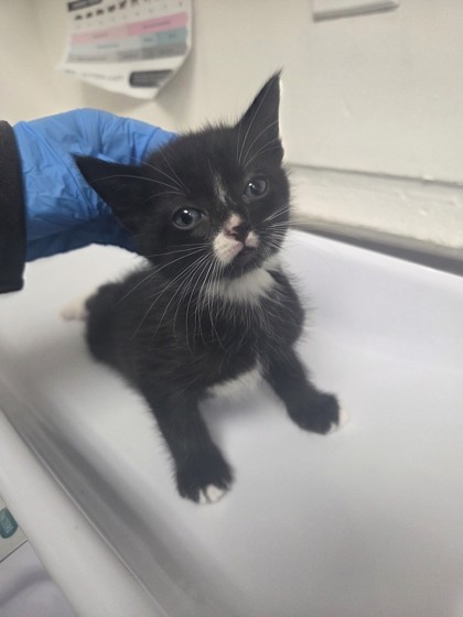 Shelter Stray Male Cat last seen , , CA, 1101 29th Ave, Oakland, CA 94601, USA