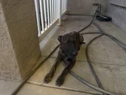 Found/Stray Male Dog last seen Hansen, Lakeview, CA 92567