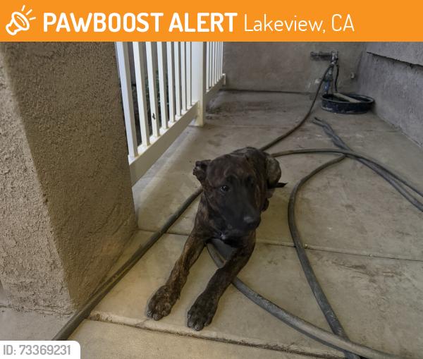 Found/Stray Male Dog last seen Hansen, Lakeview, CA 92567