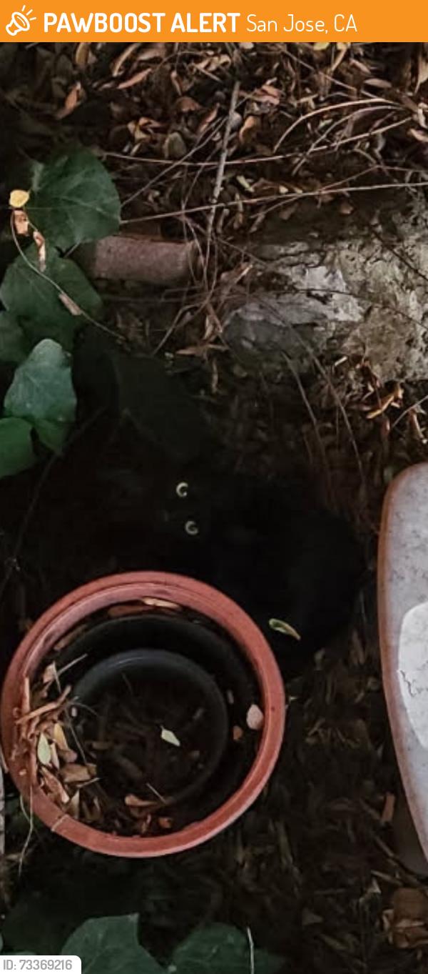 Found/Stray Unknown Cat last seen Coyote & Lullaby, San Jose, CA 95111