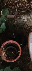 Found/Stray Unknown Cat last seen Coyote & Lullaby, San Jose, CA 95111