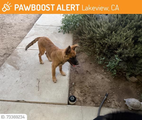 Found/Stray Male Dog last seen Hansen, Lakeview, CA 92567