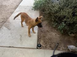 Found/Stray Male Dog last seen Hansen, Lakeview, CA 92567