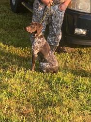 Lost Male Dog last seen Hwy 7 North Jessieville AR, Jessieville, AR 71949